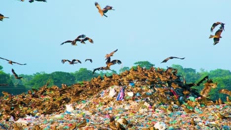 Schwarzmilan-Adler-Fliegen-über-Müllhalde-Müllhaufen-Fressen-Abfallprodukte-Landschaft-Skyline