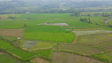 Vibrant-rice-fields-in-Indonesia,-aerial-drone-view