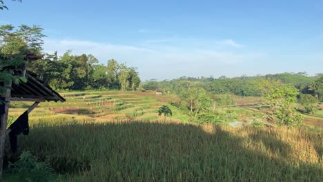 El-Mejor-Vídeo-De-La-Terraza-De-Una-Granja-De-Arroz-En-Bali.