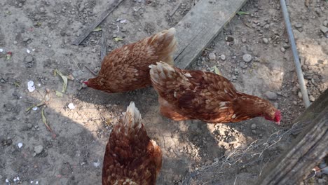 Muchas-Gallinas-Rojas-En-Un-Día-De-Verano-En-El-Pueblo.