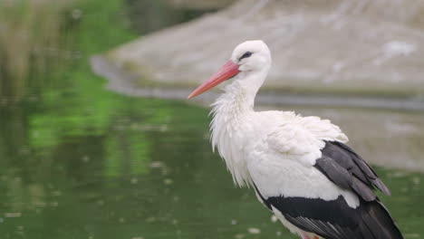 Western-White-Stork-Ciconia-Bird-Hunting-Standing-in-Shallow-Lake-Water-Springtime---close-up,-slow-motion