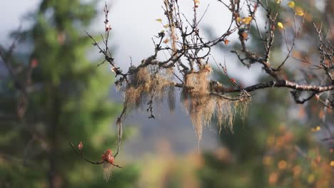 Hängendes-Moos-An-Den-Dunklen-Zweigen-Der-Birke