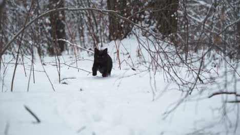 Schwarze-Katze,-Die-In-Zeitlupe-Durch-Den-Schnee-Auf-Die-Kamera-Zuläuft