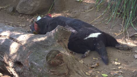 Nahaufnahme-Eines-Tasmanischen-Teufels,-Der-Flach-Auf-Dem-Bauch-Liegt-Und-Auf-Dem-Waldboden-Ruht-Und-Herumschnüffelt,-Eine-Australische-Einheimische-Wildtierart