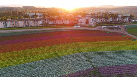 Blooming-flowers-in-vibrant-colors-at-Carlsbad-Flower-Fields-under-clear-blue-skies