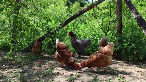 Many-red-chickens-on-a-summer-day-in-the-village