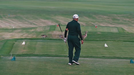 Madre-Patos-Con-Sus-Polluelos-En-Un-Club-De-Golf-En-Dubai.