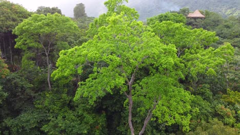Bird-eye-view-by-drone-of-towering-trees-in-lush,-Colombian-rainforest