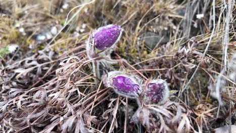 The-video-showcases-the-Yakutian-snowdrop-blooming-on-a-spring-meadow