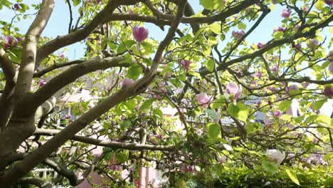 Springtime-Magnolia-tree-blossoms-in-city-street-garden