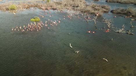 Toma-Aérea-De-Seguimiento-De-Un-Grupo-Volador-De-Flamencos-Rosados-Aterrizando-En-El-Agua-Al-Atardecer