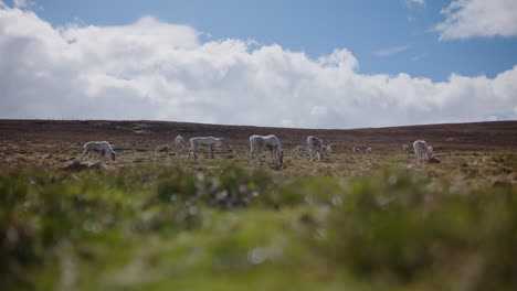 Herd-of-Reindeer-Grazing,-Cairngorms-National-Park,-Blurry-Foreground