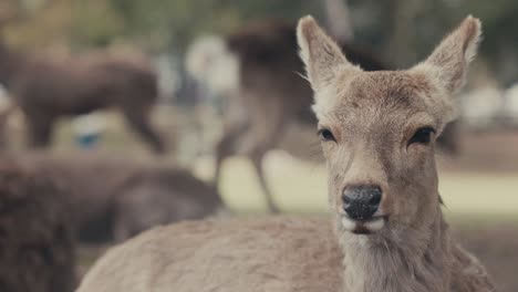 Closeup-Of-Sika-Deer-In-Nara-Park-In-Nara,-Japan