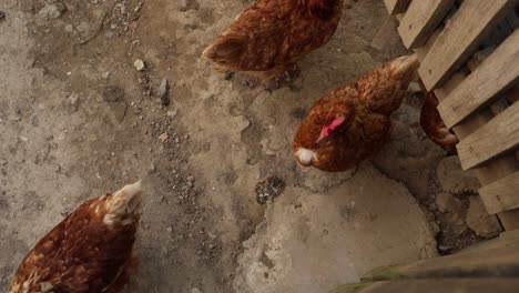 Many-red-chickens-on-a-summer-day-in-the-village