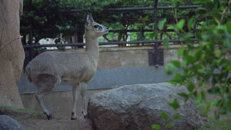 Klipspringer-De-Pie-Y-Mirando-Fijamente,-En-El-Zoológico-De-San-Diego,-California,-Estados-Unidos