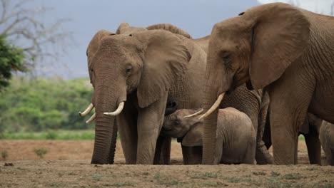 Elephant-Calf-suckling-on-mother's-milk-while-she-drinks-water