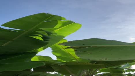 Banana-Leaves-waving-with-blue-sky-as-background