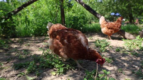 Viele-Rote-Hühner-An-Einem-Sommertag-Im-Dorf