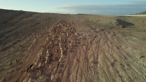 The-Magic-of-Sunset-in-Gran-Canaria-with-Goat-and-Sheep-Herd:-Aerial-Views