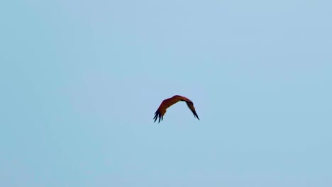 Red-Kite-Bird-in-flight,-flying-away-from-camera-in-cloudy-sky