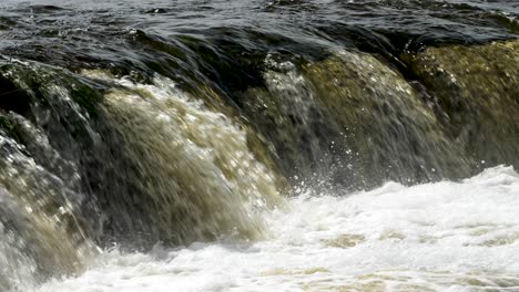 Vimba-fish-in-Kuldiga,-sunny-spring-day,-slow-motion-closeup-shot