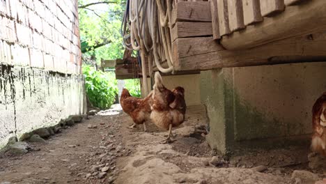 Many-red-chickens-on-a-summer-day-in-the-village