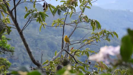 A-vibrant-yellow-Saffron-Finch-bird-perched-on-a-tree-branch-surrounded-by-rainforest-vegetation,-La-Vega,-Colombia