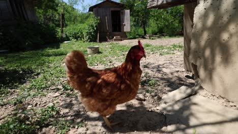 Muchas-Gallinas-Rojas-En-Un-Día-De-Verano-En-El-Pueblo.