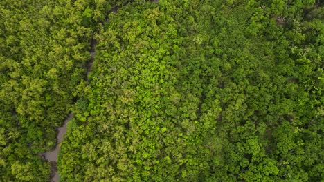 Un-Río-Serpenteante-A-Través-De-Un-Denso-Bosque-Tropical,-Probablemente-Amazónico,-Exuberante-Vegetación-Desde-Arriba,-Vista-Aérea