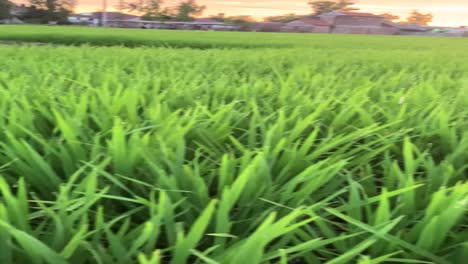 Video-Vertical-De-Una-Planta-De-Arroz-Joven-Y-Verde-En-Ricefarm.