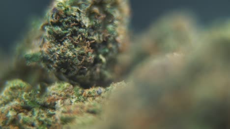 Vertikale-Makro-Detailaufnahme-Einer-Cannabispflanze,-Hybriden-Orangensorten,-Rotierenden-Sativa,-Marihuanablüte,-Full-HD,-Super-Zeitlupe,-120 fps,-Professionelle-Studiobeleuchtung,-Push-Out-Bewegung