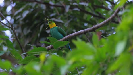 Visto-Con-Un-Gran-Saltamontes-Para-Comer-Justo-Antes-Del-Anochecer-Mientras-Lo-Golpea-En-Su-Percha-Antes-De-Comer,-Pico-Ancho-De-Cola-Larga-Psarisomus-Dalhousiae