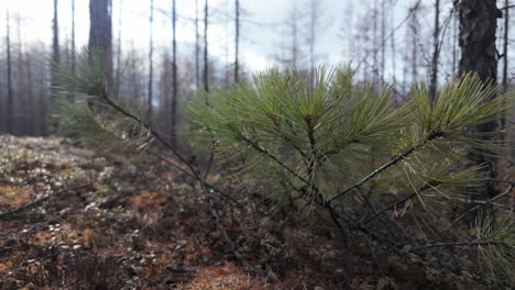 Cedar-shrub-in-a-spring-forest-against-a-backdrop-of-gray-trees