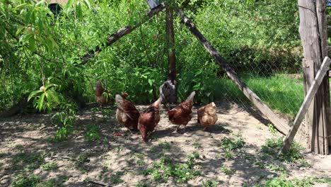 Viele-Rote-Hühner-An-Einem-Sommertag-Im-Dorf