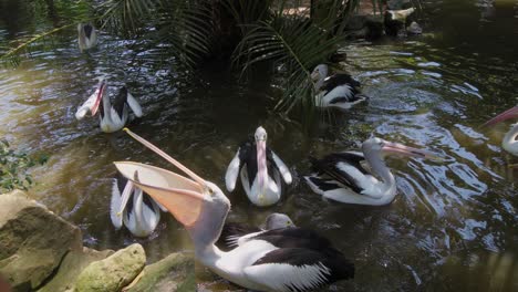 Ausgestreckte-Hand,-Deren-Finger-Direkt-Auf-Eine-Gruppe-Australischer-Pelikane-Zeigt,-Die-Friedlich-In-Einem-Teich-Schwimmen