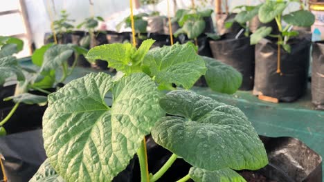 Organic-Melon-plant-in-the-polybag-in-a-greenhouse