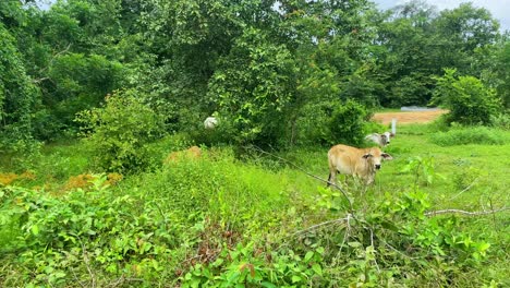 POV-group-of-cows-grazing-and-resting-on-a-sunny-day,-Cambodia