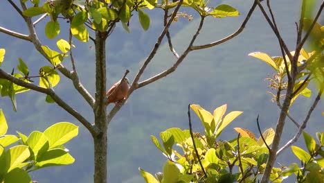 Eine-Art-Taube-Thront-Auf-Einem-Ast-In-Einem-Südamerikanischen-Wald