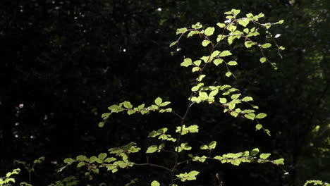 Evening-sunlight-casts-shadows-in-dappled-light-on-the-fresh-green-growth-of-Beech-tree-leaves-in-a-dark-woodland-in-Worcestershire,-England