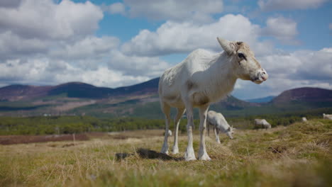 Herde-Cairngorm-Rentiere-Grasen-In-Den-Schottischen-Highlands-Slomo