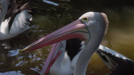 Close-up-of-Pelican-head.-Slow-motion