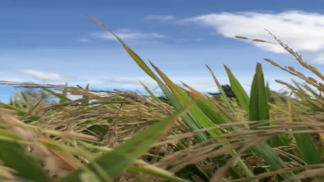 Beste-Vertikale-Aufnahmen-Einer-Gelben-Reifen-Reispflanze-Mit-Blauem-Himmel-Als-Hintergrund