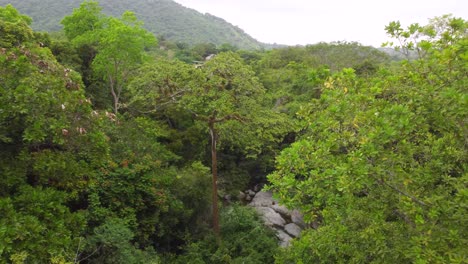 Vista-Aérea-Mientras-Vuela-A-Través-Del-Follaje-Verde-Fresco-De-La-Selva-Colombiana-En-Santa-Marta