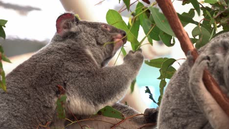A-hungry-koala,-Phascolarctos-cinereus,-actively-forages-on-a-tree,-extending-its-arm-to-reach-for-eucalyptus-leaves-and-munching-on-them,-close-up-shot