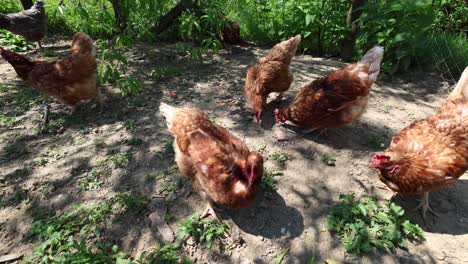 Viele-Rote-Hühner-An-Einem-Sommertag-Im-Dorf