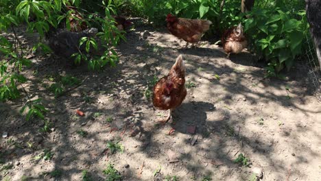 Many-red-chickens-on-a-summer-day-in-the-village