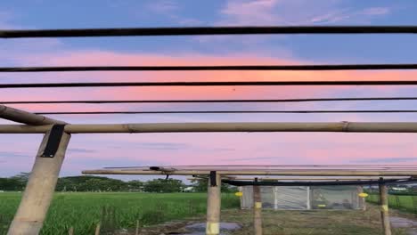 Vertical-video-of-sunset-time-at-the-farm-land-in-a-tropical-country