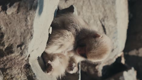 Vertical-Shot-Of-A-Playful-Snow-Monkey