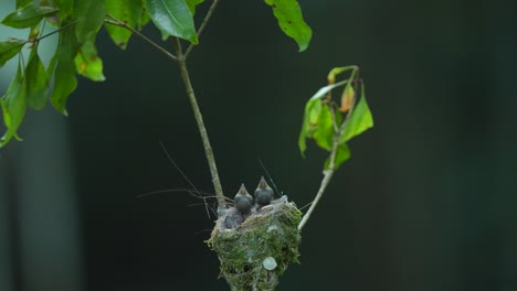 Schwarznacken-Monarchvogelmutter-Füttert-Ihre-Jungen-Im-Nest