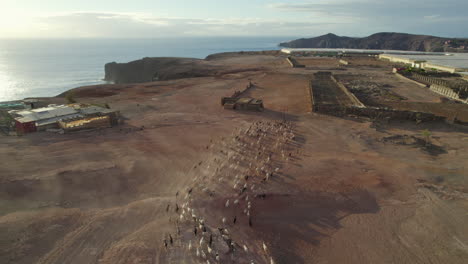 Luftaufnahmen-Von-Sonnenuntergang-Mit-Ziegen--Und-Schafherden-Auf-Gran-Canaria